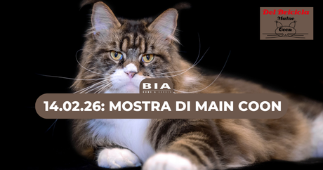 Vieni a conoscere i gatti Main Coon
