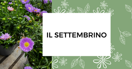 Il settembrino