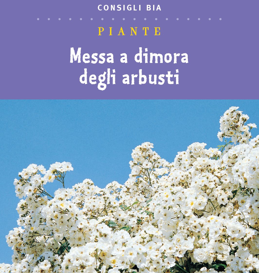 Messa a dimora degli arbusti