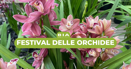 Festival delle orchidee