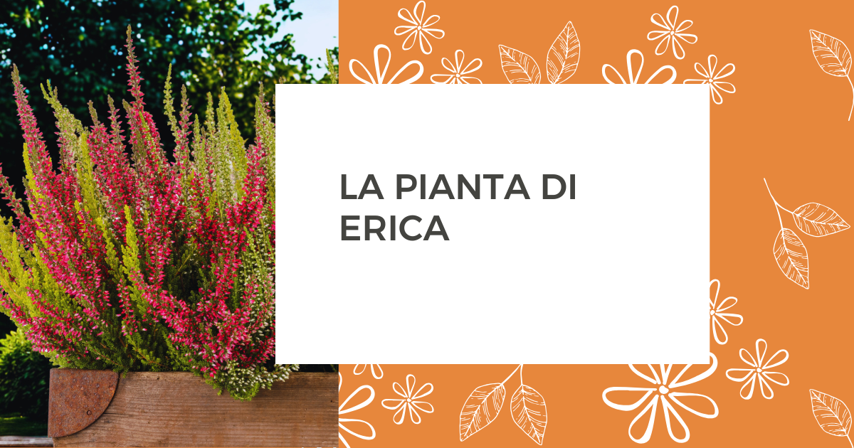 La pianta di Erica