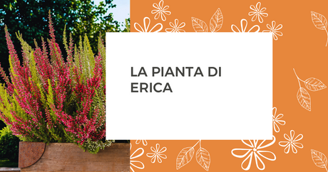 La pianta di Erica