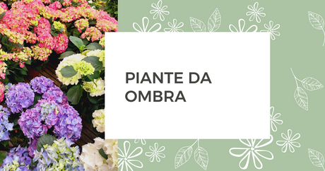 Piante da ombra