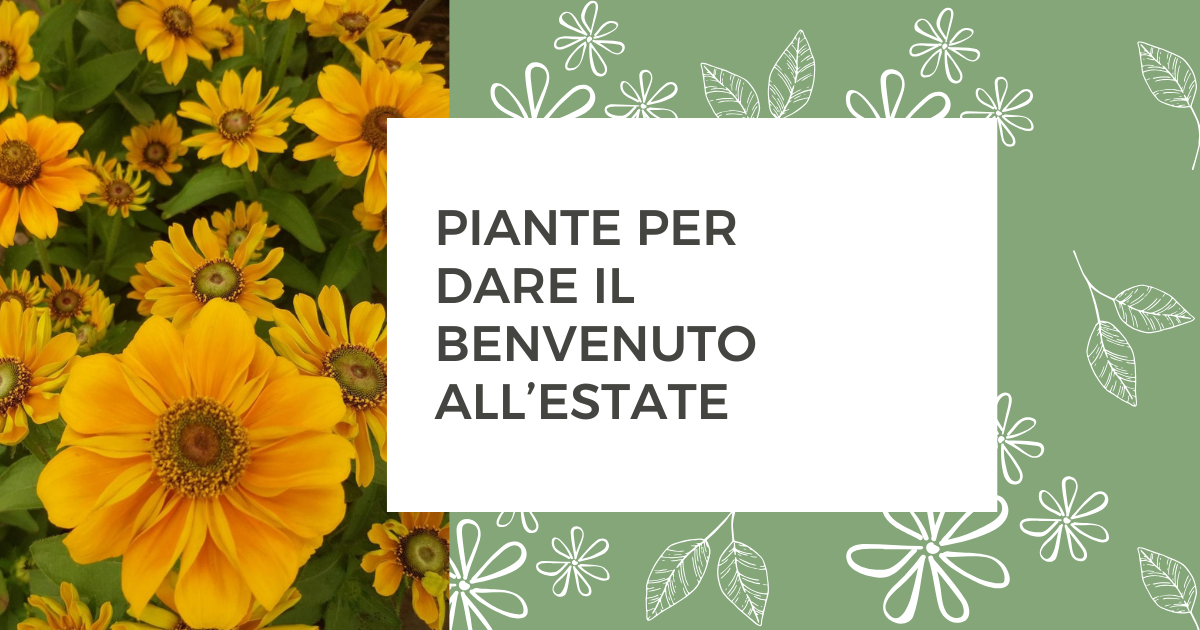 Piante per dare il benvenuto all'estate