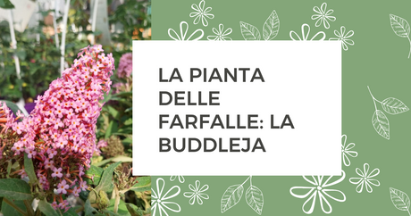 La pianta delle farfalle: la buddleja