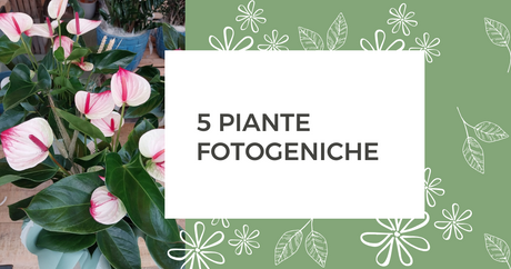 5 piante fotogeniche