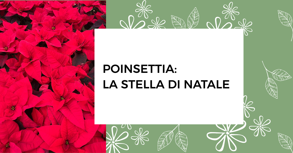 Poinsettia: la stella di Natale