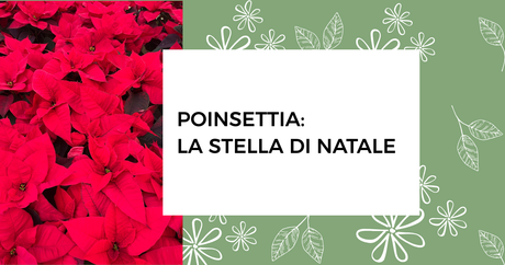 Poinsettia: la stella di Natale