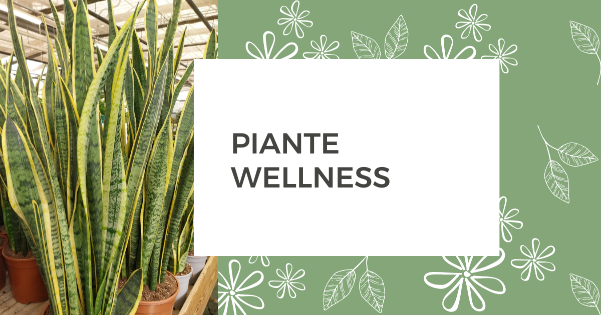 Piante wellness