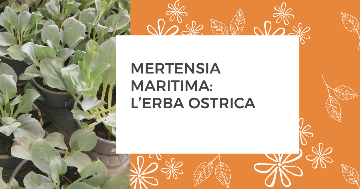L'erba ostrica