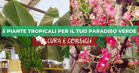 Piante tropicali: 5 piante per creare il tuo paradiso verde