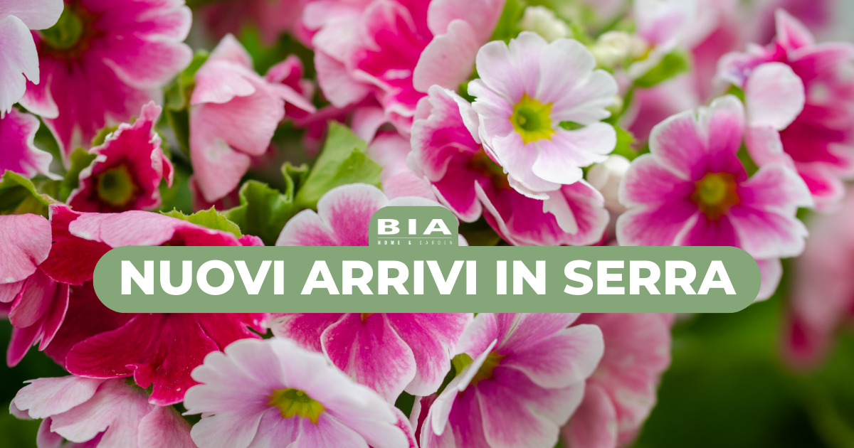 Nuovi arrivi in serra