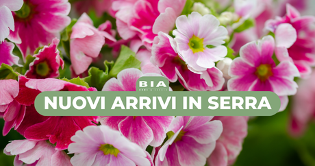Nuovi arrivi in serra