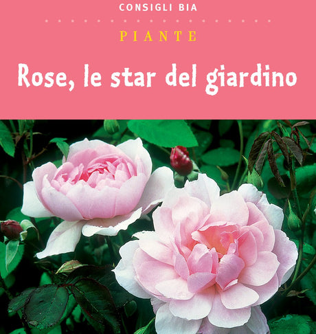 Rose, le star del giardino