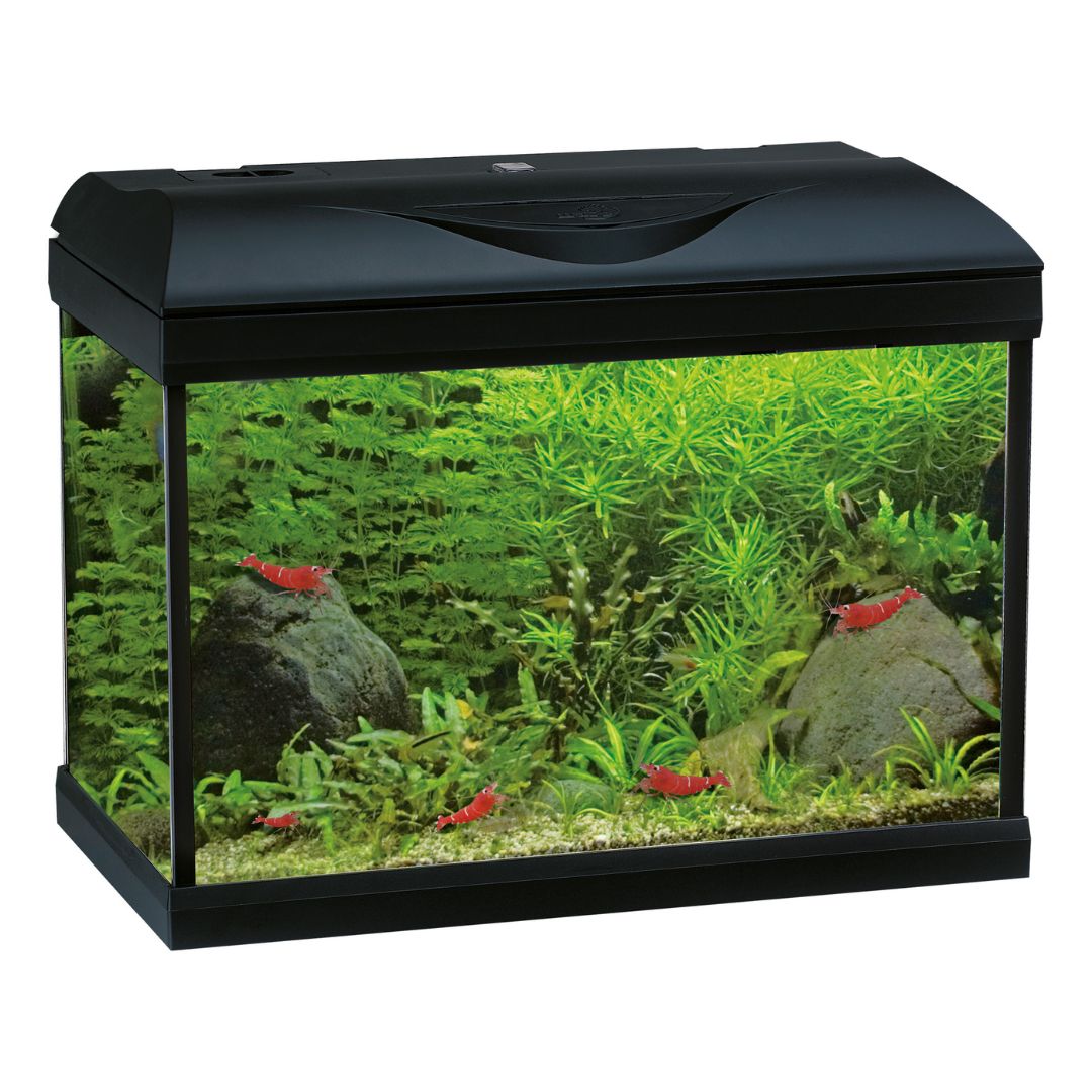 Acquario da 80 litri allestito con coperchio nero.