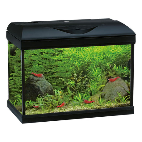 Acquario da 80 litri allestito con coperchio nero.