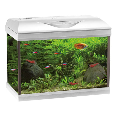 Acquario da 60 litri allestito con coperchio bianco.