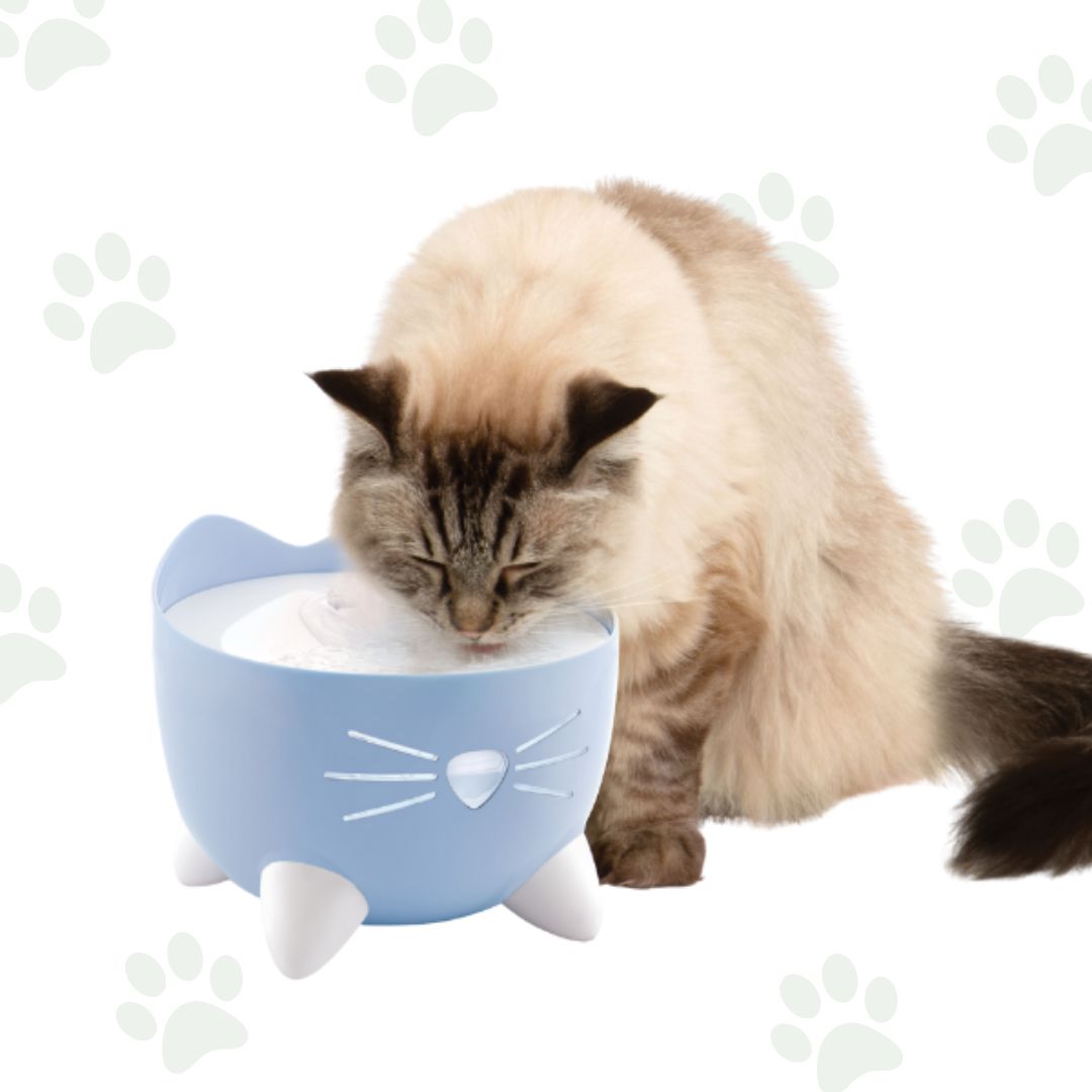 Fontana per gatti Catit Pixi azzurra con gatto che beve.