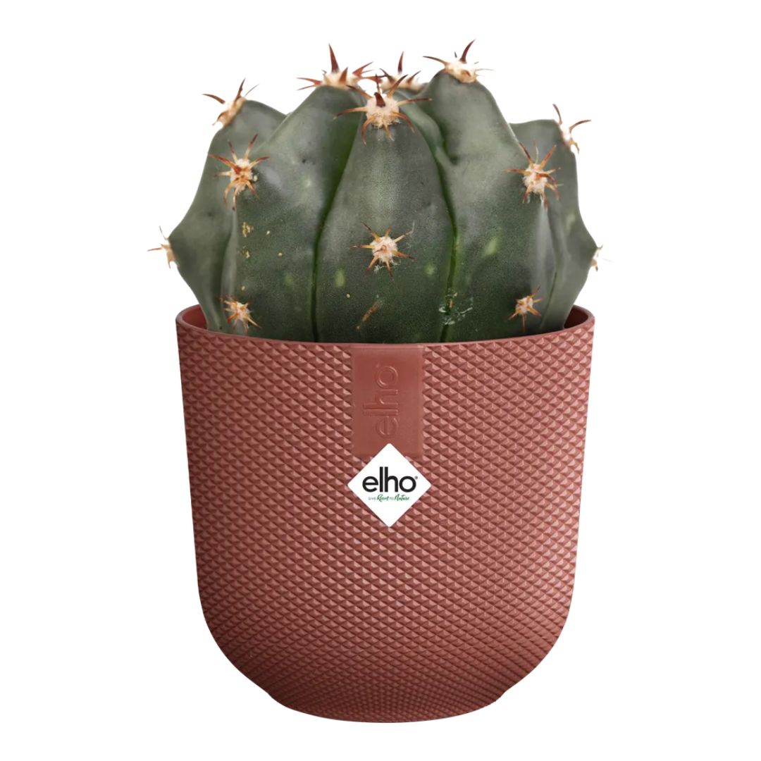 Piccolo coprivaso in plastica riciclata di colore rosso con cactus.