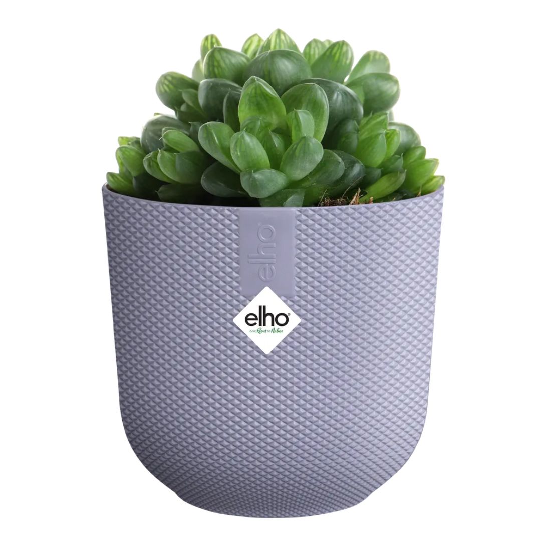 Piccolo coprivaso in plastica riciclata di colore viola con piantina succulenta.
