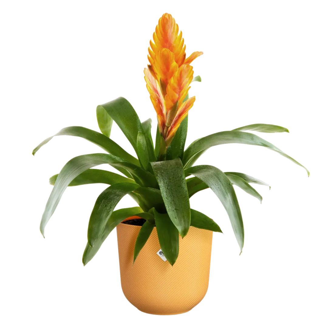 Coprivaso giallo in plastica con pianta fiorita.