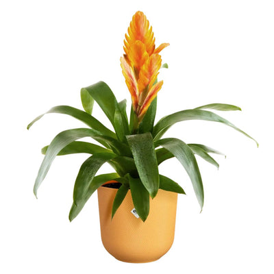 Coprivaso giallo in plastica con pianta fiorita.