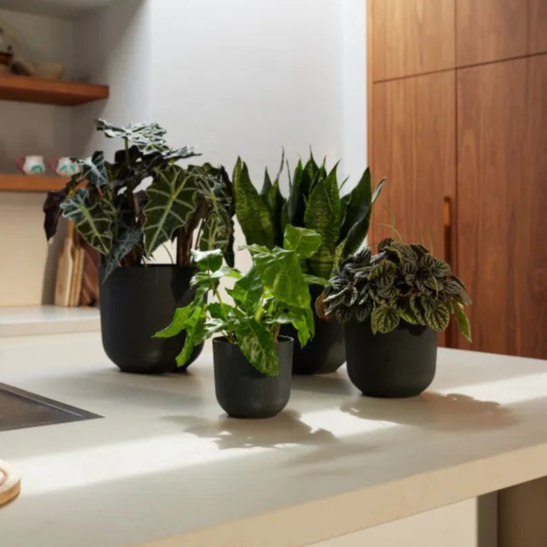 Quattro coprivasi neri in plastica con all'interno piante verdi appoggiate su un ripiano all'interno di una casa.