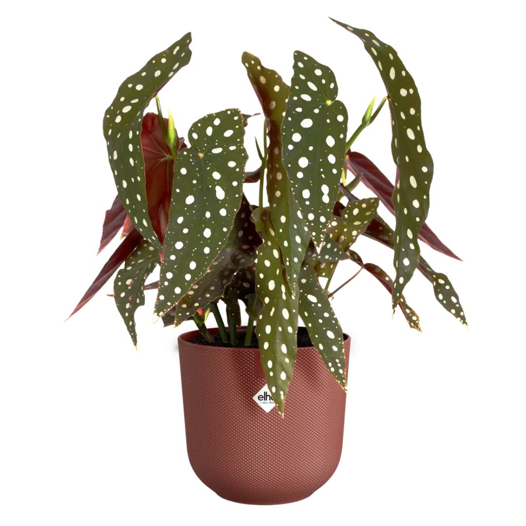 Begonia maculata con coprivaso in plastica rossa.