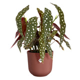 Begonia maculata con coprivaso in plastica rossa.