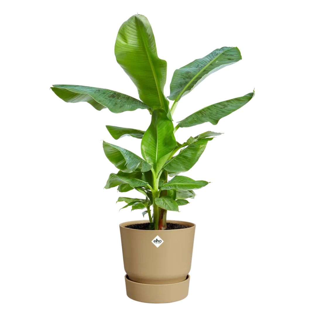Vaso beige Elho greenville round con pianta verde.