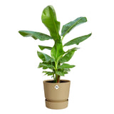 Vaso beige Elho greenville round con pianta verde.