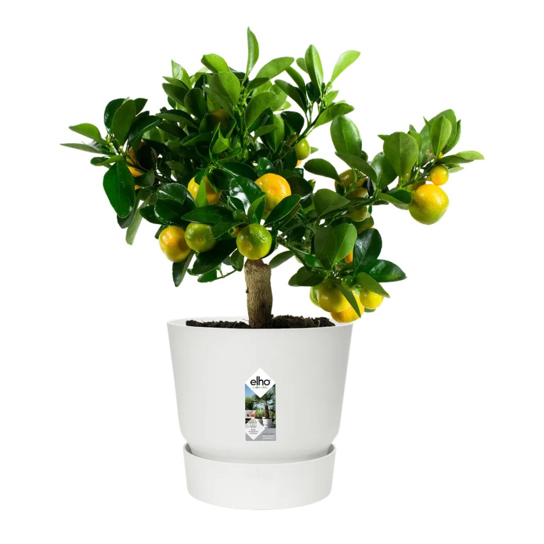 Vaso bianco Elho greenville round con pianta di agrumi.