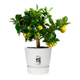 Vaso bianco Elho greenville round con pianta di agrumi.
