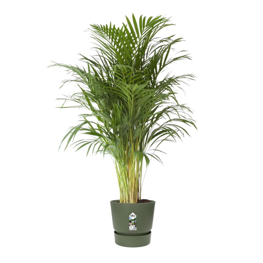 Vaso verde Elho greenville round con pianta verde.