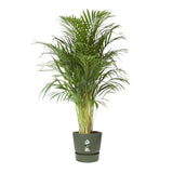 Vaso verde Elho greenville round con pianta verde.