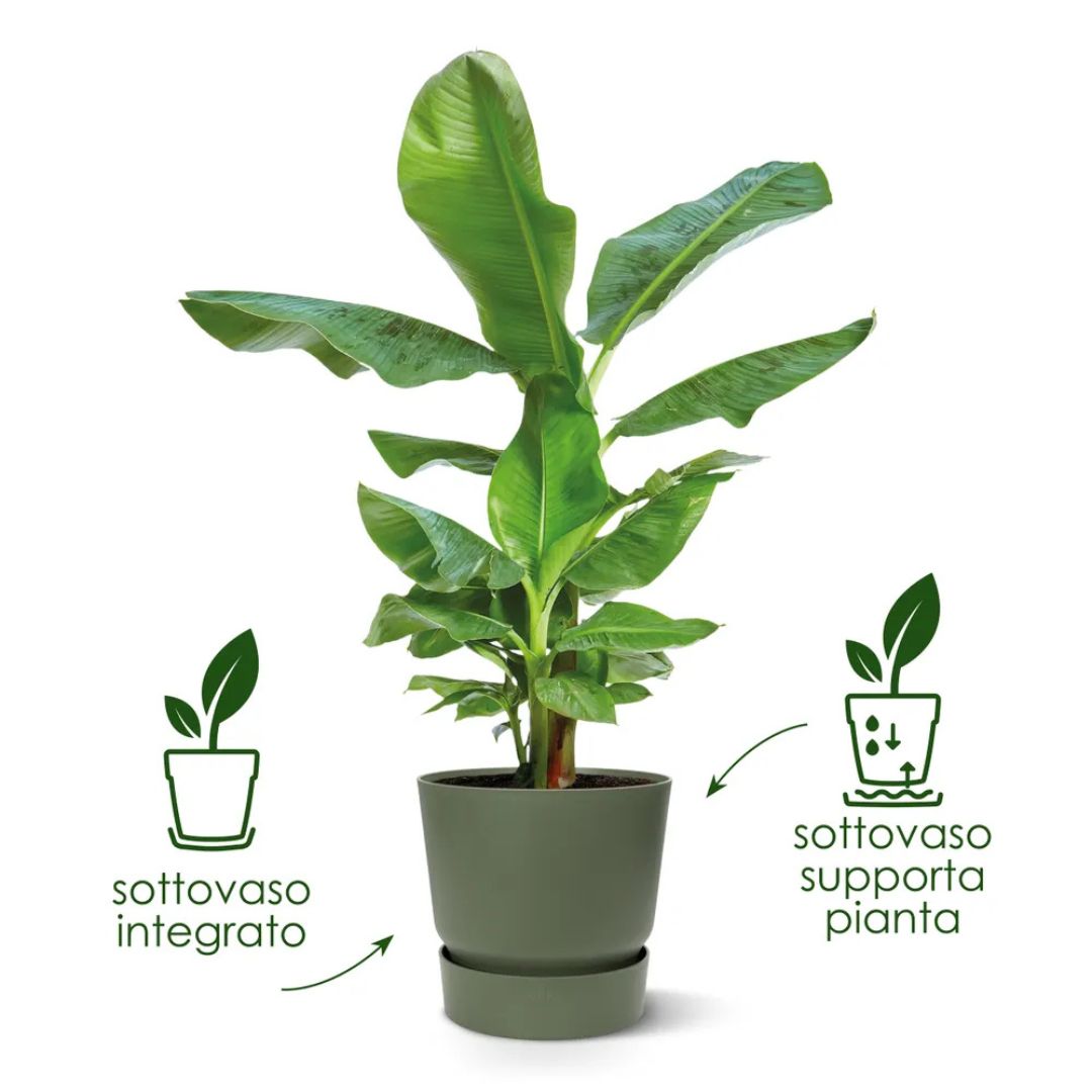 Vaso rotondo in plastica con sottovaso integrato che fornisce riserva idrica per la pianta.