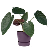 Vaso viola Elho greenville round con pianta verde.