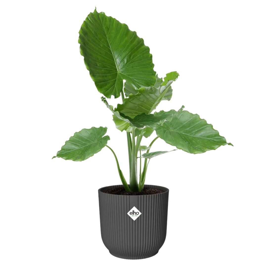 Coprivaso in plastica riciclata nero con motivo a coste e pianta verde all'interno.