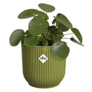 Coprivaso in plastica riciclata verde con motivo a coste e pianta pilea all'interno.