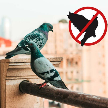  Due piccioni su un balcone in città, con simbolo di divieto in sovraimpressione a indicare l'effetto dissuasore