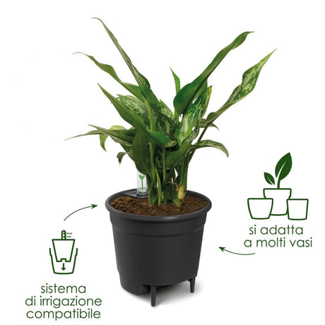 Pianta verde in vaso nero con sistema di riserva idrica compatibile con molti vasi.