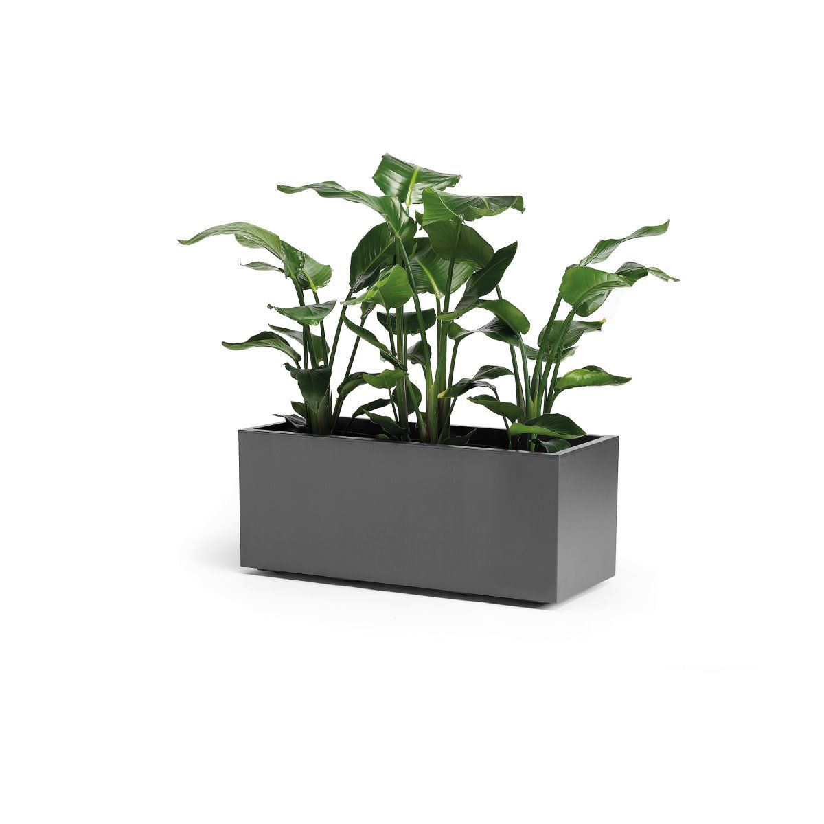 Kebe Greener 100 cm - Vaso rettangolare con ruote