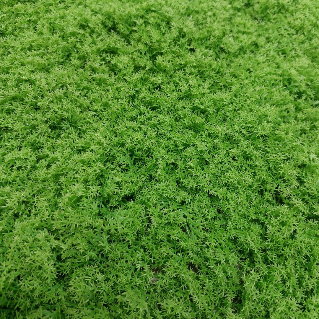 Dettaglio del muschio sintetico verde della mattonella 50x50cm.