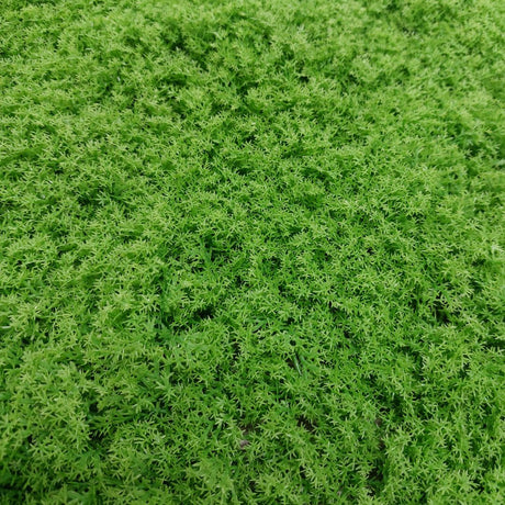 Dettaglio del muschio sintetico verde della mattonella 50x50cm.