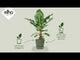 Elho - Greenville Round vaso in plastica con serbatoio