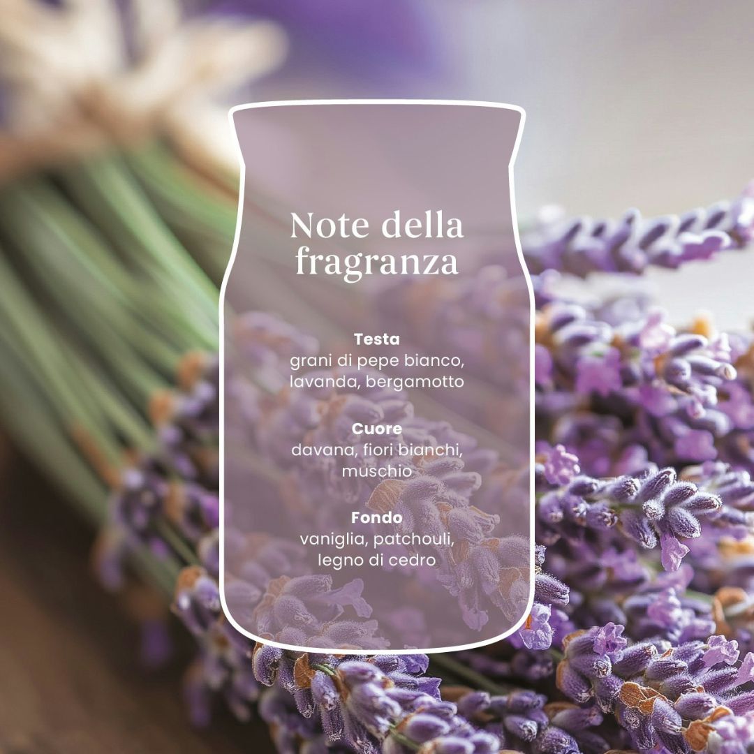 Scheda note della fragranza Dried Lavender & Oak con lavanda, davana e legno di cedro.