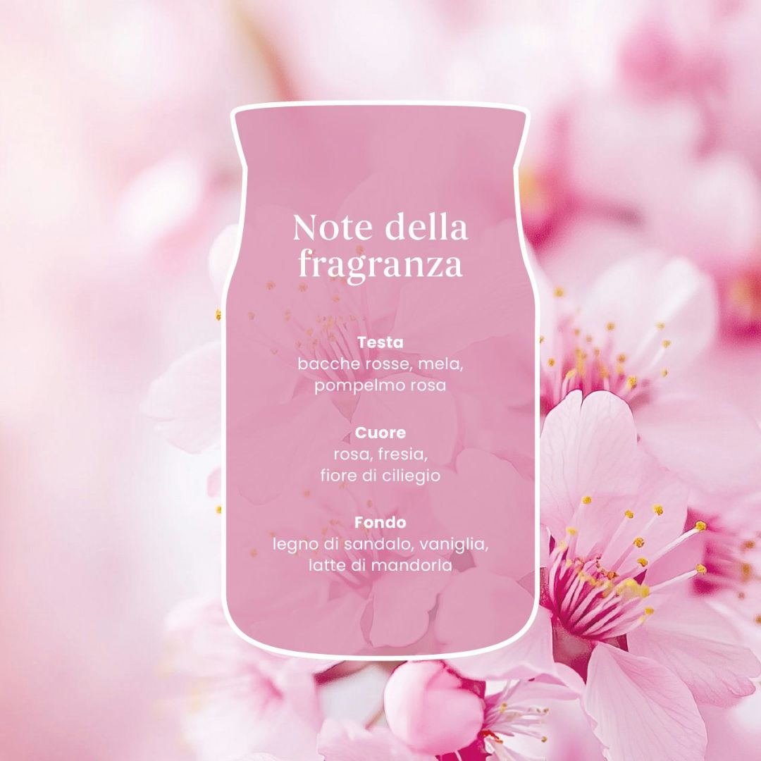 Scheda note della fragranza Enchanting Cherry Blossoms con bacche rosse, fiore di ciliegio e latte di mandorla.