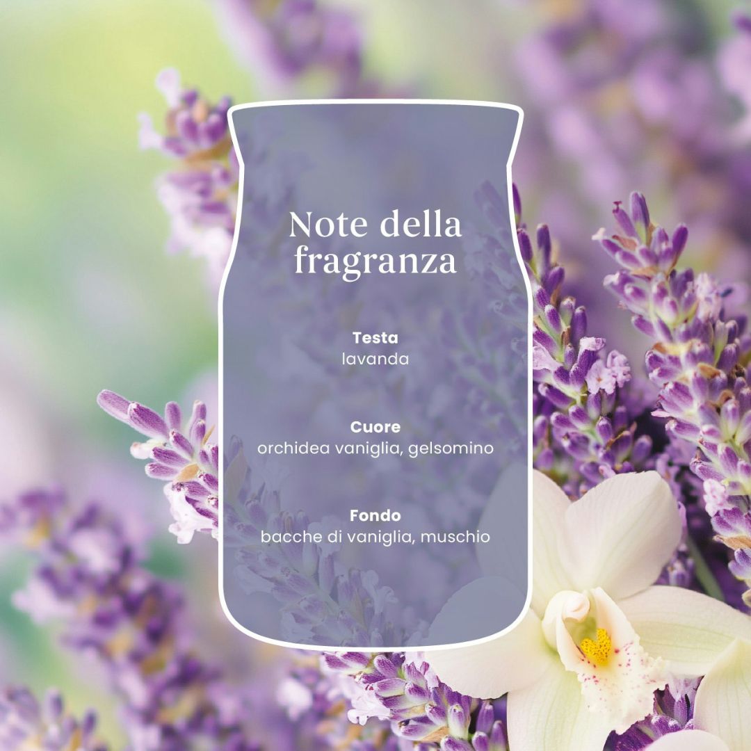 Scheda note della fragranza Lavender Vanilla con lavanda, orchidea vaniglia, gelsomino e muschio