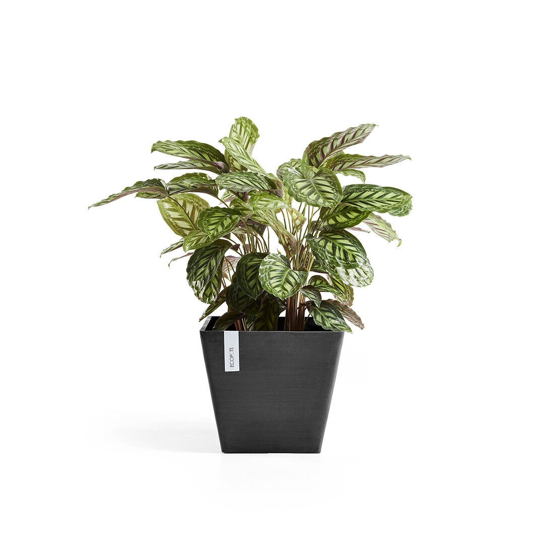 Ecopots Rotterdam 50 cm - Vaso in plastica da giardino
