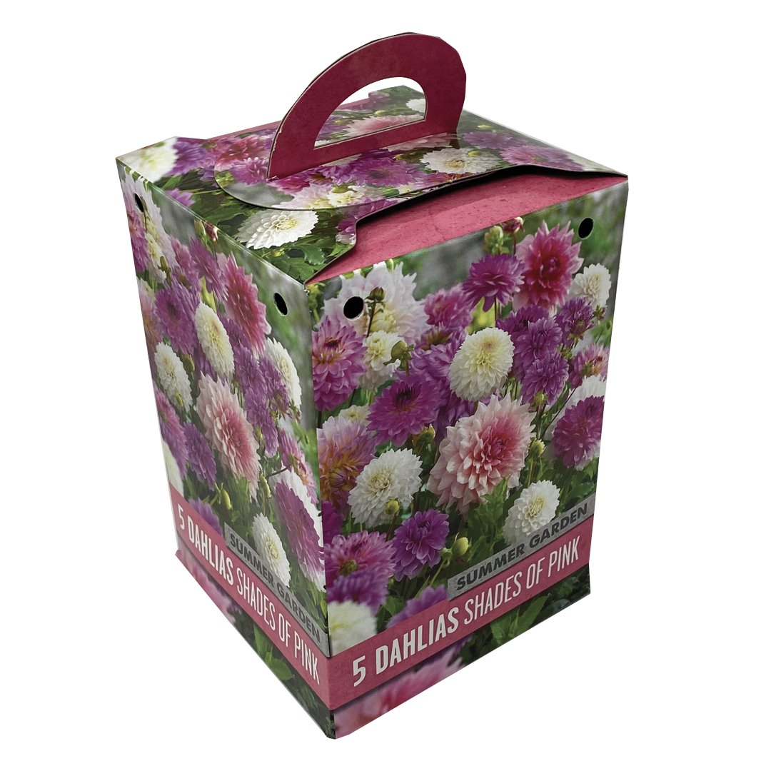 BOX 5 BULBI DI DAHLIA COLORE ROSA Bulbi Primaverili Kapiteyn